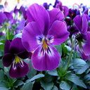 pansy (Oops! image not found)