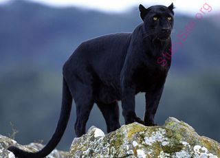 panther (Oops! image not found)