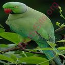 parakeet (Oops! image not found)