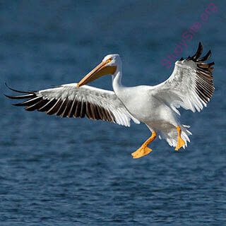 pelican (Oops! image not found)