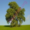 poplar (Oops! image not found)