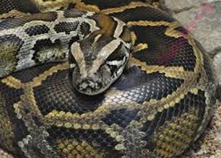 python (Oops! image not found)