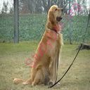 retriever (Oops! image not found)