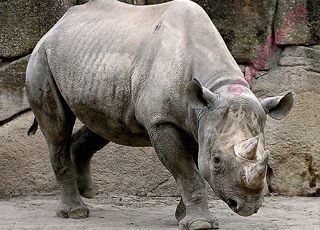 rhinoceros (Oops! image not found)