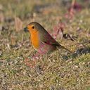 robin (Oops! image not found)