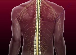 Spinal-Column (Oops! image not found)