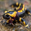 salamander (Oops! image not found)