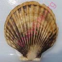 scallop (Oops! image not found)