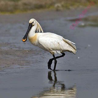 spoonbill (Oops! image not found)