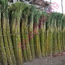sugarcane (Oops! image not found)