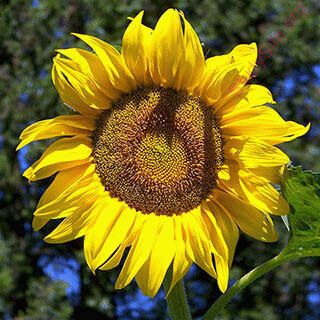 sunflower (Oops! image not found)