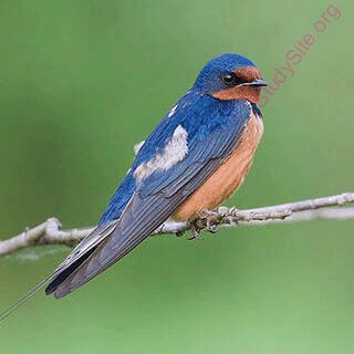swallow (Oops! image not found)