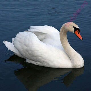 swan (Oops! image not found)