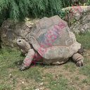 tortoise (Oops! image not found)