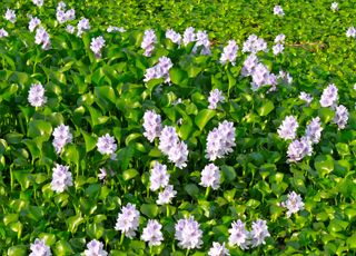 Water-Hyacinth (Oops! image not found)