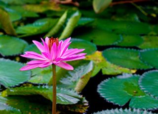 Water-lily (Oops! image not found)