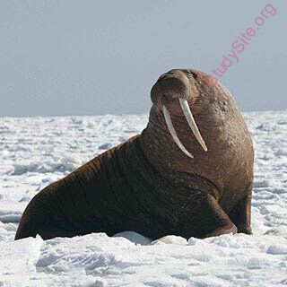 walrus (Oops! image not found)