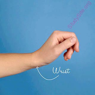 wrist (Oops! image not found)