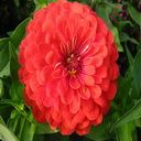 zinnia (Oops! image not found)